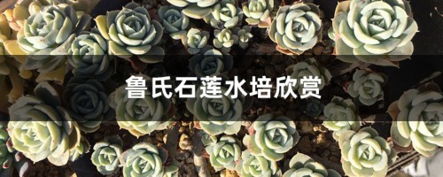 鲁氏石莲水培欣赏