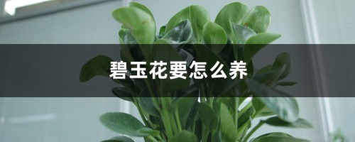 碧玉花要怎么养