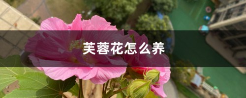 芙蓉花怎么养