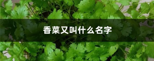 香菜又叫什么名字