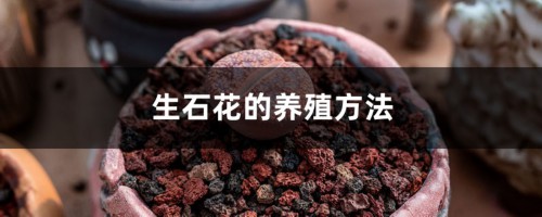 生石花的养殖方法