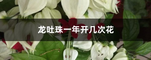 龙吐珠一年开几次花