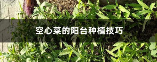 空心菜的阳台种植技巧