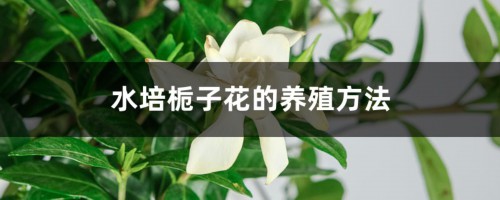 水培栀子花的养殖方法