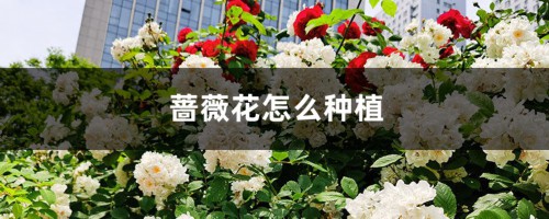 蔷薇花怎么种植