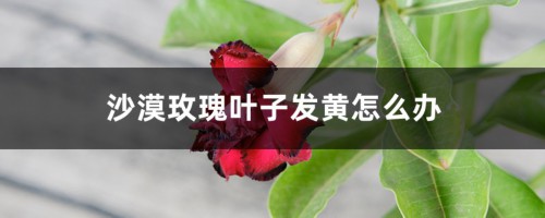 沙漠玫瑰叶子发黄怎么办