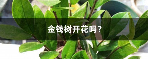 金钱树开花吗？