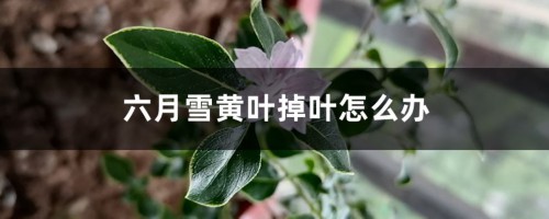 六月雪黄叶掉叶怎么办