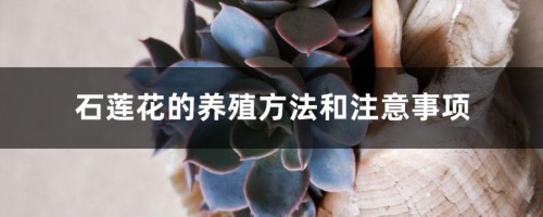 石莲花的养殖方法和注意事项