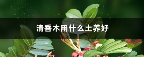 清香木用什么土养好