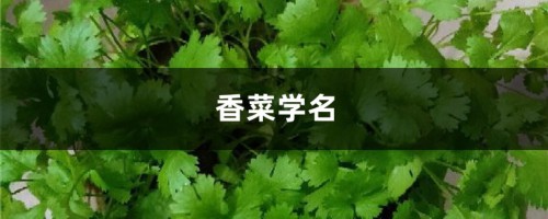 香菜学名，有什么功效