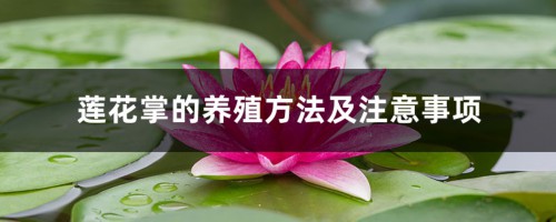 莲花掌的养殖方法及注意事项