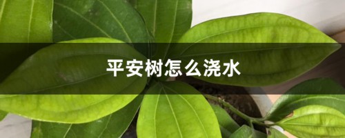 平安树怎么浇水