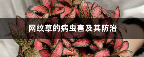 网纹草的病虫害及其防治