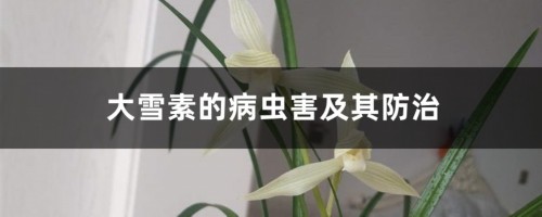 大雪素的病虫害及其防治