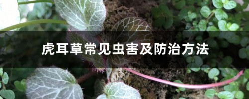 虎耳草常见虫害及防治方法