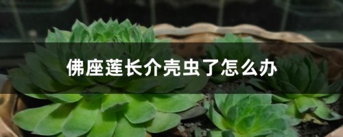 佛座莲长介壳虫了怎么办