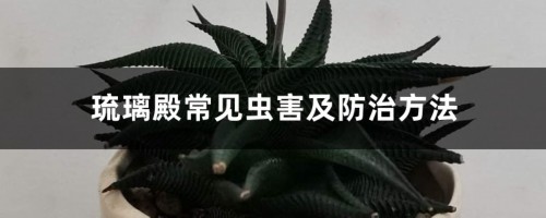 琉璃殿常见虫害及防治方法