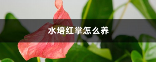 水培红掌怎么养