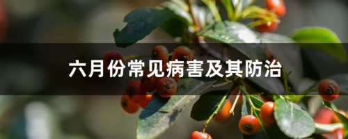 六月份常见病害及其防治