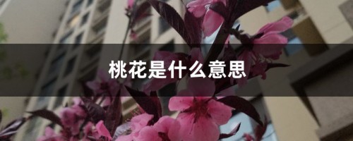 桃花是什么意思，桃花的图片