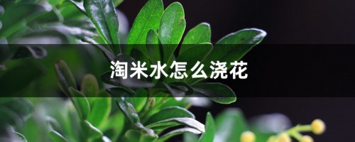 淘米水怎么浇花