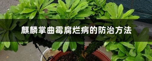 麒麟掌曲霉腐烂病的防治方法