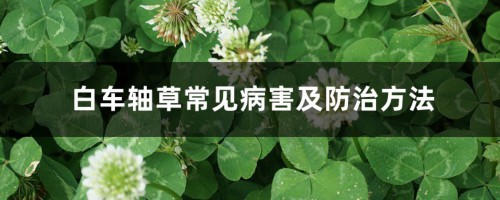 白车轴草常见病害及防治方法