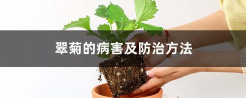 翠菊的病害及防治方法