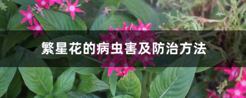 繁星花的病虫害及防治方法