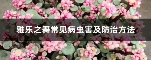 雅乐之舞常见病虫害及防治方法