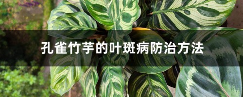 孔雀竹芋的叶斑病防治方法