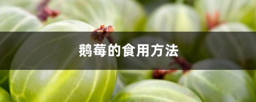 鹅莓的食用方法