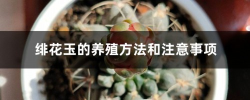 绯花玉的养殖方法和注意事项