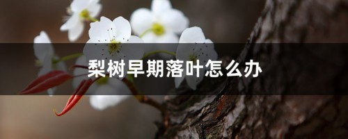 梨树早期落叶怎么办