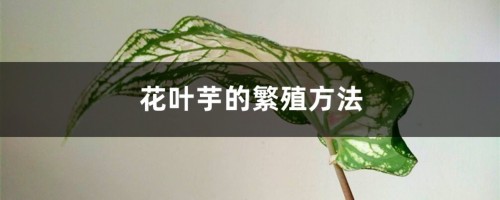 花叶芋的繁殖方法