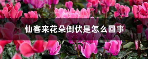 仙客来花朵倒伏是怎么回事