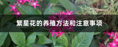 繁星花的养殖方法和注意事项