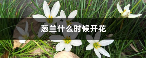 葱兰什么时候开花