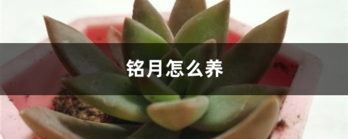 铭月怎么养