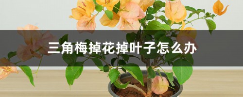 三角梅掉花掉叶子怎么办