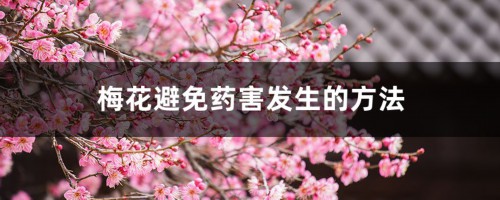 梅花避免药害发生的方法