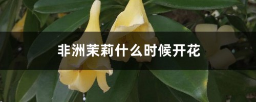 非洲茉莉什么时候开花