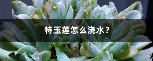 特玉莲怎么浇水？