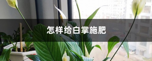 怎样给白掌施肥