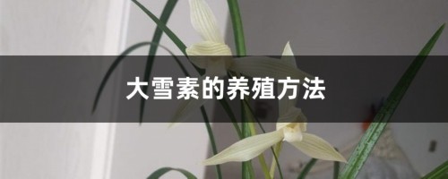 大雪素的养殖方法和注意事项大全