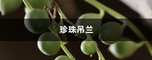 珍珠吊兰腐烂怎么办？这样做挽救你的花！