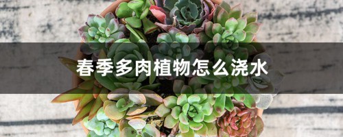 春季多肉植物怎么浇水