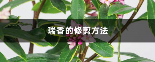 瑞香的修剪方法