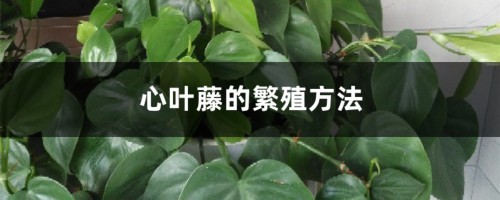 心叶藤的繁殖方法